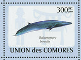 Whales Stamp Eubalaena Australis Balaenoptera Musculus S/S MNH #2121-2126