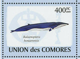 Whales Stamp Eubalaena Australis Balaenoptera Musculus S/S MNH #2121-2126