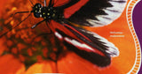 Butterflies Stamp Delias Hyparete Heliconius Melpomene S/S MNH #7260 / Bl.1270