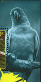 Parrots Stamp Psittacus Erithacus Platycercus Eximius S/S MNH #5085-5088