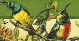 Sunbirds Stamp Anthreptes Malacensis Birds Spiderhunters S/S MNH #865