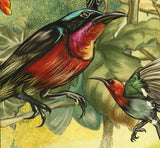 Sunbirds Stamp Leptocoma Minima Birds Spiderhunters S/S MNH #866