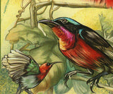 Sunbirds Stamp Nectarinia Famosa Birds Spiderhunters S/S MNH #867