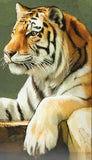 Big Cats Stamp Panthera Pardus Melas Wild Animal S/S MNH #894