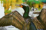 Water Birds Stamp Phalacrocorax Auritus Anas Acuta S/S MNH #11182 / Bl.2532