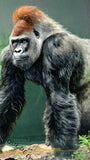 Gorillas Stamp Western Lowlands Gorilla Gorilla MNH #4900 / Bl.798