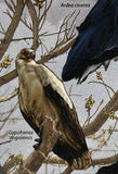 Birds of St. Tome Stamp Dendrocygna Bicolor Ardea Cinerea S/S MNH #6414 / Bl.113