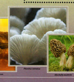 Mushrooms Stamps Boletus Queletii Pleurotus Ostreatus S/S MNH #10666 / Bl.2428
