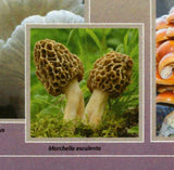 Mushrooms Stamps Boletus Queletii Pleurotus Ostreatus S/S MNH #10666 / Bl.2428