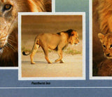 Lions Stamp Panthera Leo Wild Animal Souvenir Sheet MNH #10706 / Bl.2436
