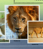 Lions Stamp Panthera Leo Wild Animal Souvenir Sheet MNH #10706 / Bl.2436
