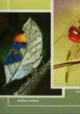 Insects Stamp Aglais Io Kallima Inachus S/S MNH #10672-10675
