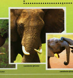 Elephants Stamp Loxodonta Africana Souvenir Sheet MNH #10711 / Bl.2437