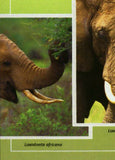 Elephants Stamp Loxodonta Africana Souvenir Sheet MNH #10711 / Bl.2437