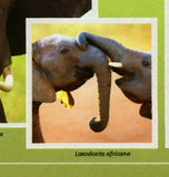 Elephants Stamp Loxodonta Africana Souvenir Sheet MNH #10711 / Bl.2437