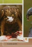 Birds of Prey Stamp Caracara Cheriway Harpia Harpyja S/S MNH #10696 / Bl.2434