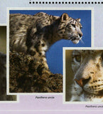 Snow Leopards Stamp Panthera Uncia Souvenir Sheet MNH #10586 / Bl.2412