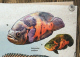 Fish Stamp Centropomus Undecimalis Astronotus Ocellatus S/S MNH #6589 / Bl.1539