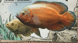 Fish Stamp Centropomus Undecimalis Astronotus Ocellatus S/S MNH #6589 / Bl.1539